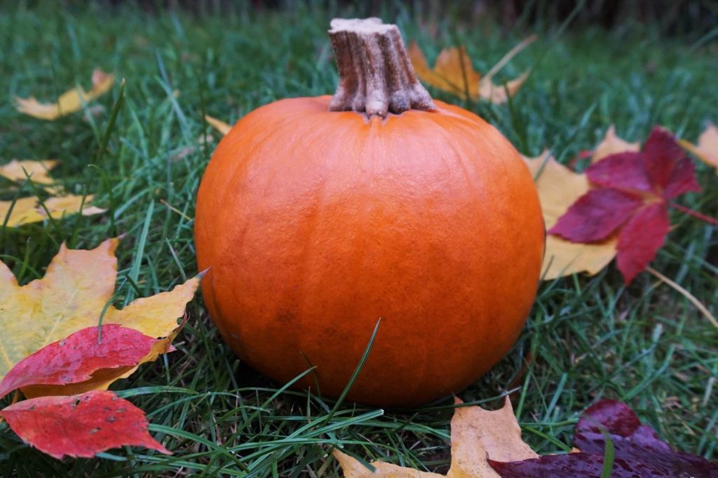 Dynia dlaczego warto jeść dynię Witaminy Dynia a cukrzyca